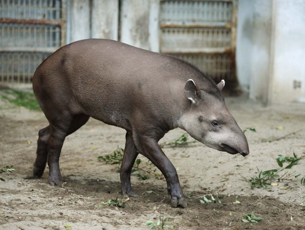 photo,material,free,landscape,picture,stock photo,Creative Commons,An American tapir, tapir, dream, An ear, Sleepiness