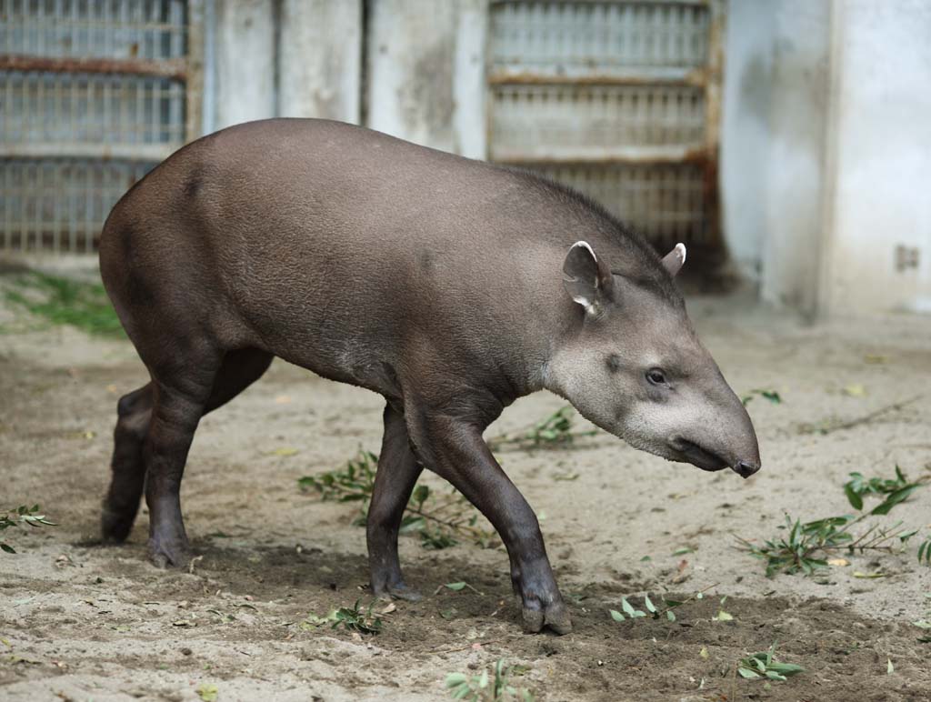 fotografia, materiale, libero il panorama, dipinga, fotografia di scorta,Un tapiro americano, tapiro, sogno, Un orecchio, Sonnolenza