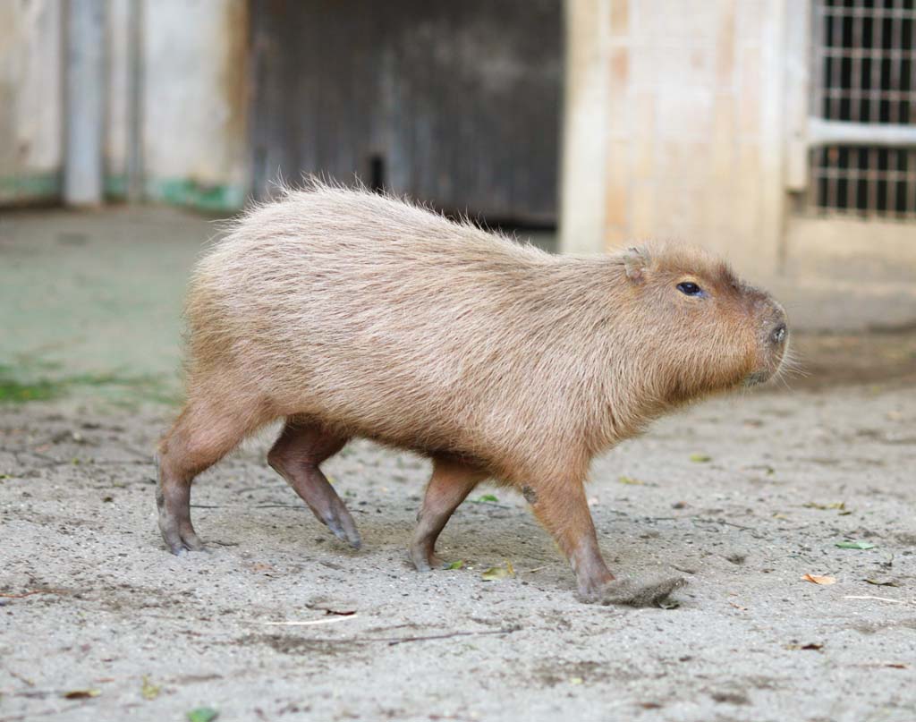 foto,tela,gratis,paisaje,fotografa,idea,Cerdo castrado de ro, Cerdo castrado de ro, Ratn, , 