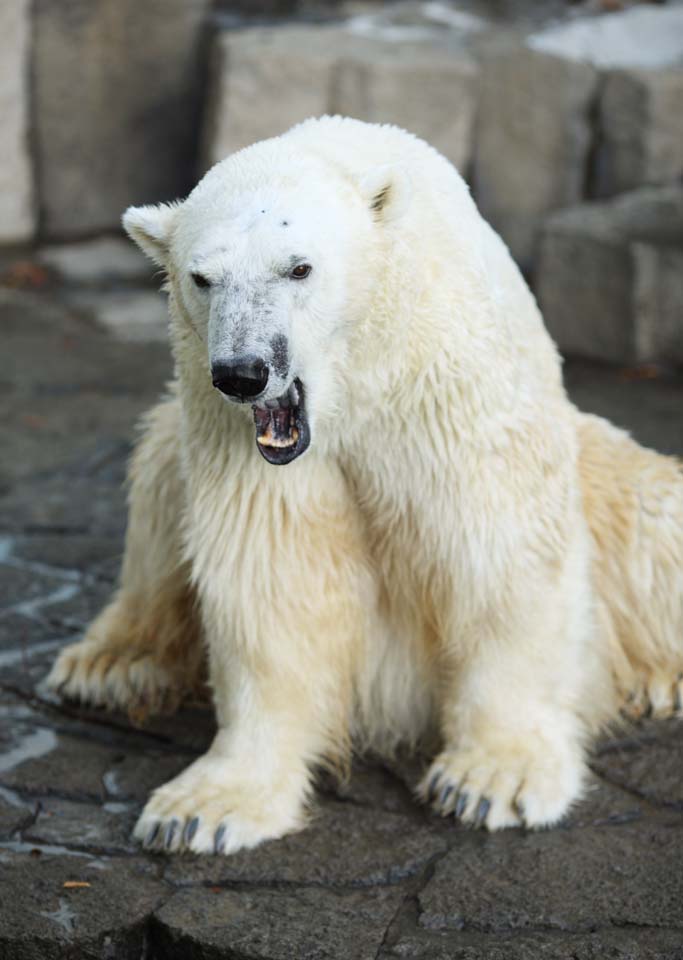 photo,material,free,landscape,picture,stock photo,Creative Commons,A white bear, bear, white bear, margin bear, Ferocity