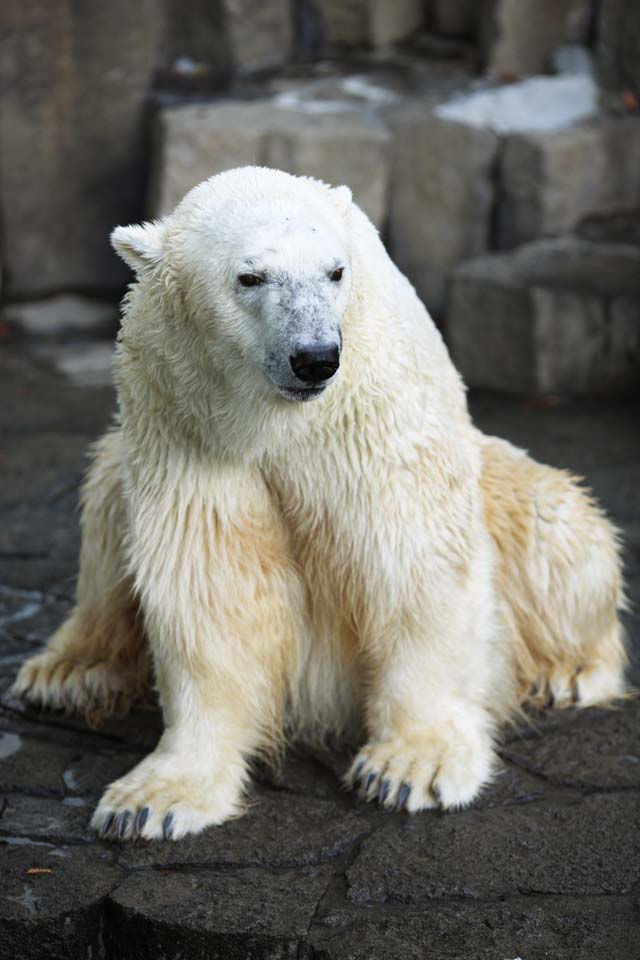 fotografia, materiale, libero il panorama, dipinga, fotografia di scorta,Un orso bianco, orso, orso bianco, orso di margine, Ferocia