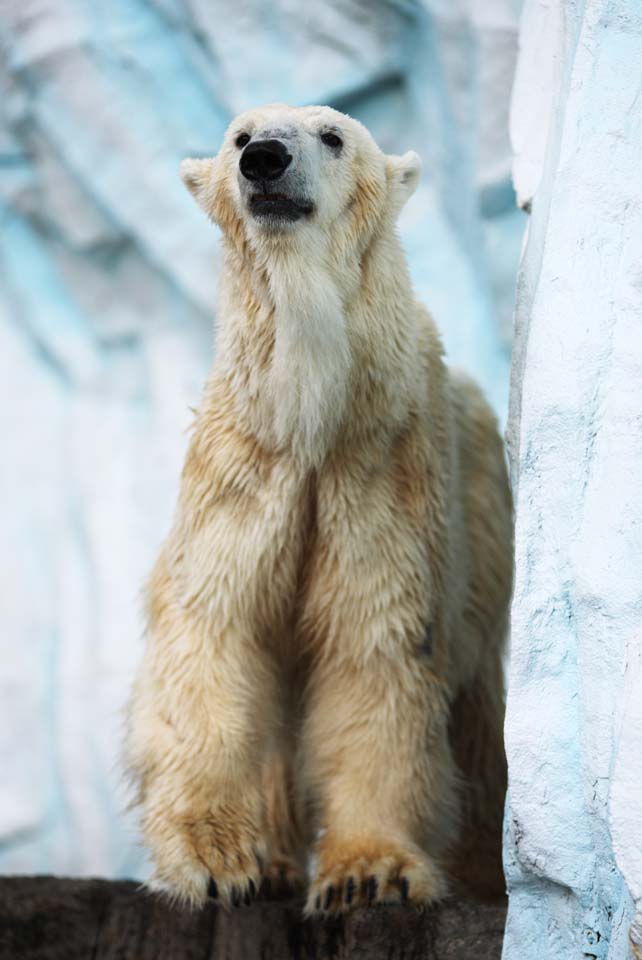 photo, la matire, libre, amnage, dcrivez, photo de la rserve,Un ours blanc, ours, ours blanc, ours de la marge, Frocit