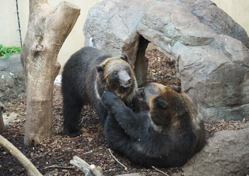 foto,tela,gratis,paisaje,fotografa,idea,Oso, Oso, , , Ferocidad