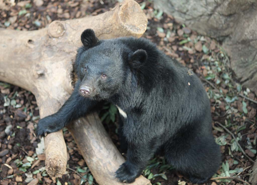 photo,material,free,landscape,picture,stock photo,Creative Commons,A Japanese Asiatic black bear, bear, , , Ferocity