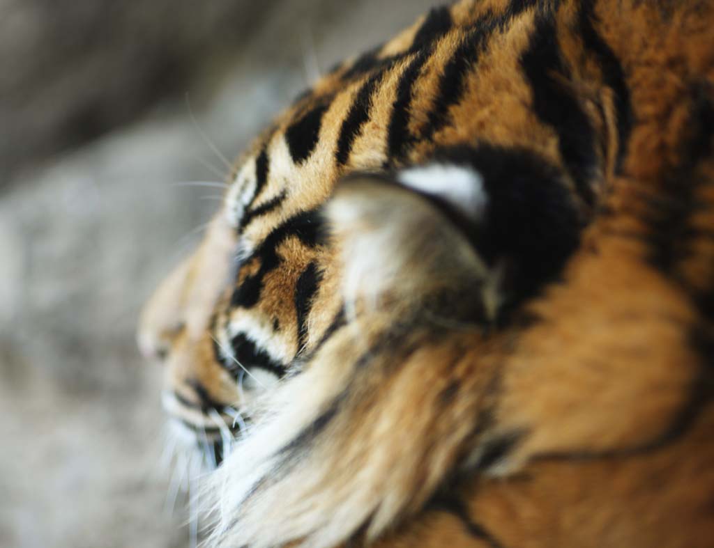 Foto, materiell, befreit, Landschaft, Bild, hat Foto auf Lager,Das Schlfchen des Tigers, Tiger, , , 