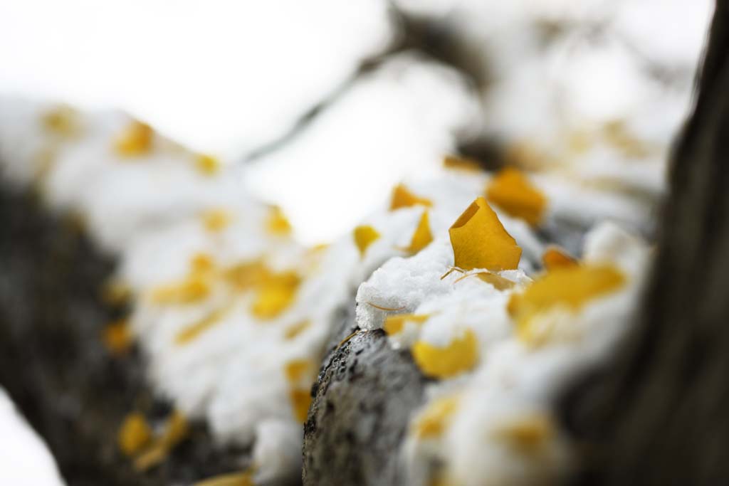 fotografia, material, livra, ajardine, imagine, proveja fotografia, um ginkgo em neve, Folhas coloridas, ginkgo, Amarelo, A neve