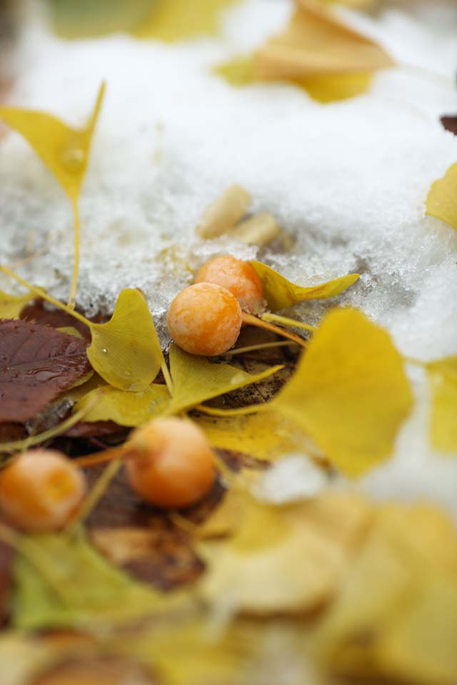 Foto, materiell, befreit, Landschaft, Bild, hat Foto auf Lager,Es ist ein ginkgo in Schnee, ginkgo, , , Der Schnee