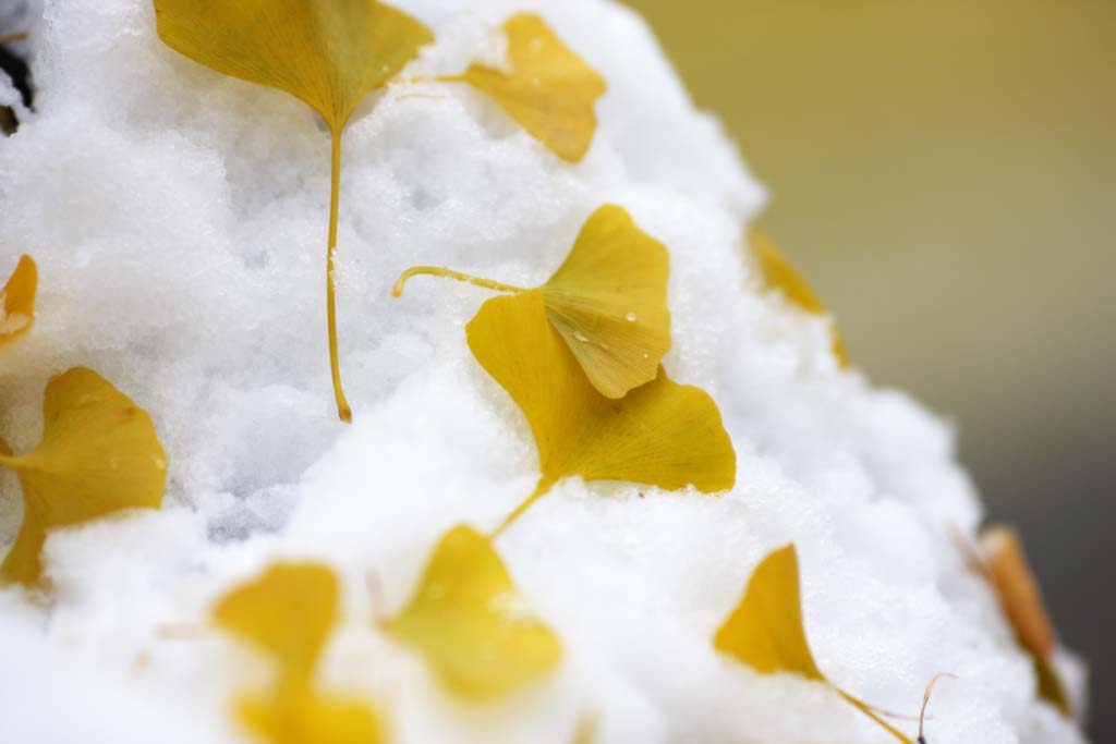 photo, la matire, libre, amnage, dcrivez, photo de la rserve,C'est un ginkgo dans la neige, Feuilles colores, ginkgo, Jaune, La neige