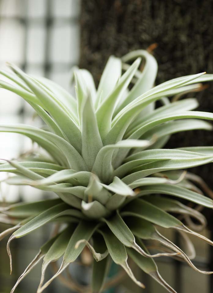 fotografia, materiale, libero il panorama, dipinga, fotografia di scorta,Tillandsia Hari il chinquapin, pianta d'appartamento, Pianta aerea, Facendo del giardinaggio, pianta carnosa