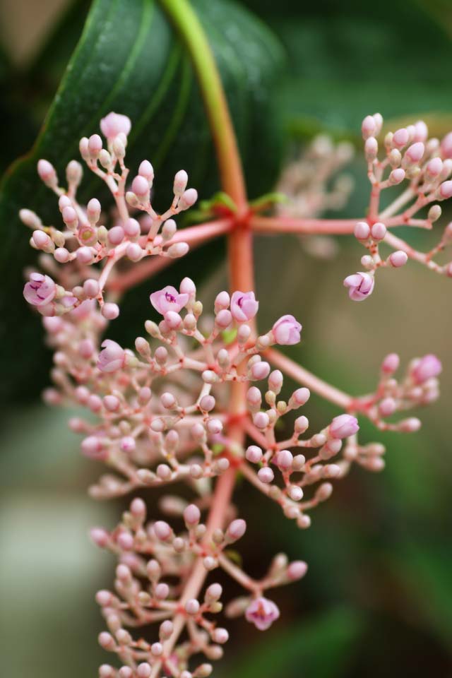 photo,material,free,landscape,picture,stock photo,Creative Commons,speciosa, Pink, floret, Inflorescence, The tropical zone