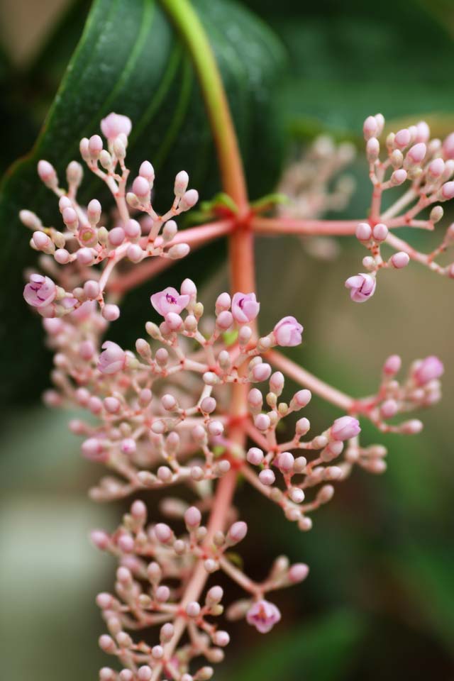 foto,tela,gratis,paisaje,fotografa,idea,Speciosa, Rosado, Floret, Inflorescence, La zona tropical