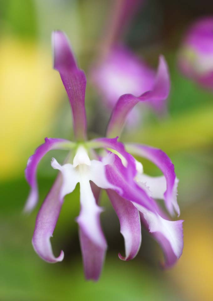 Foto, materieel, vrij, landschap, schilderstuk, bevoorraden foto,Epidendrum orchidee, Rose, Een orchidee, Bloei, De tropische zone