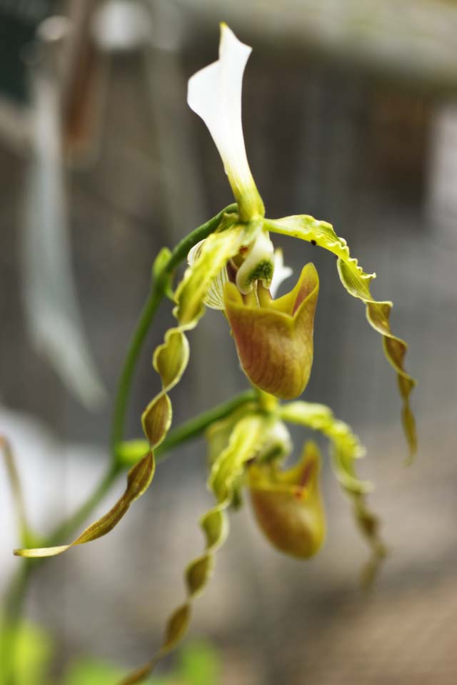 foto,tela,gratis,paisaje,fotografa,idea,Paphiopedilum, Flor verde, Una orqudea, Rizo, 