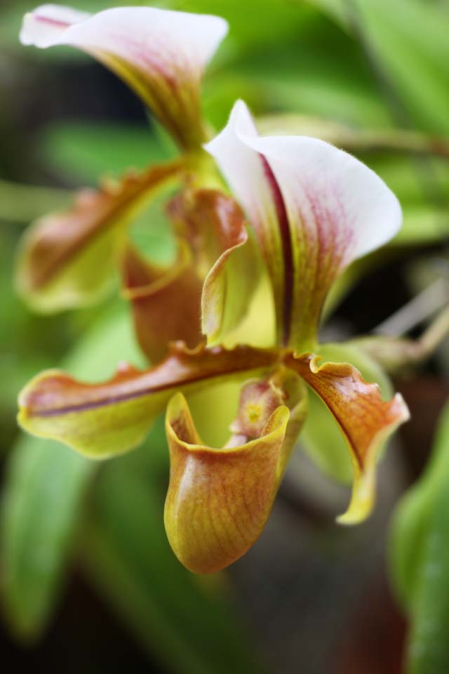 photo, la matire, libre, amnage, dcrivez, photo de la rserve,Paphiopedilum, fleur verte, Une orchide, sac, 