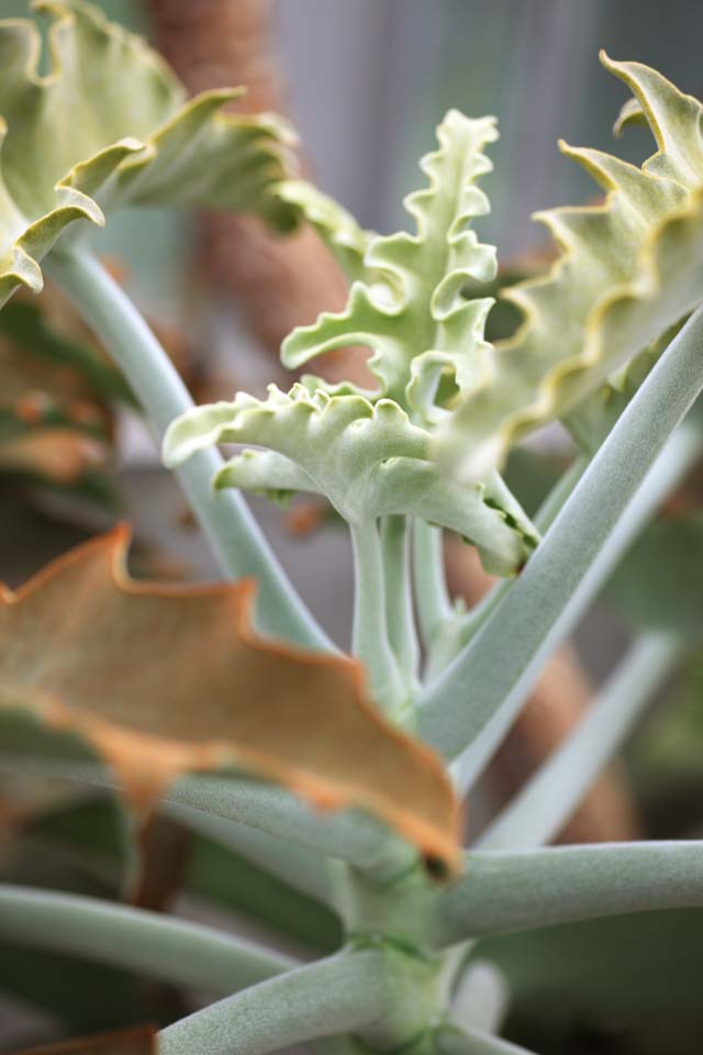 photo,material,free,landscape,picture,stock photo,Creative Commons,A fleshy plant, bud, Blue, leaf, Growth