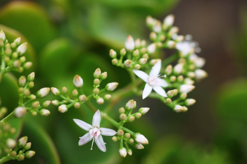 photo,material,free,landscape,picture,stock photo,Creative Commons,The floret of the fleshy plant, Light pink, I am pretty, bud, Flowering