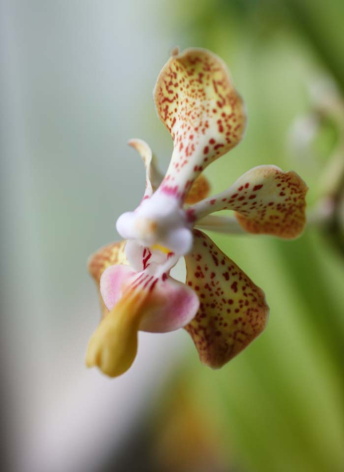 Foto, materieel, vrij, landschap, schilderstuk, bevoorraden foto,Vanda vogel Collor, Geel, Een orchidee, Rose, 