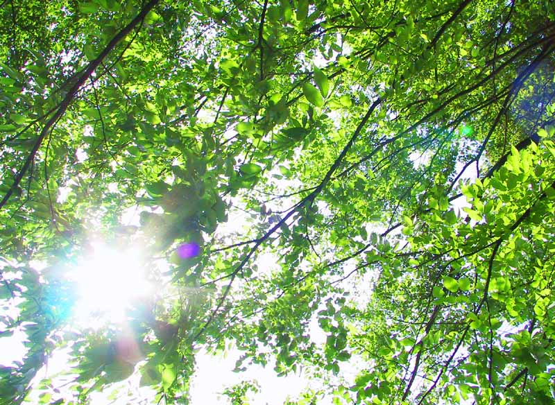 photo,material,free,landscape,picture,stock photo,Creative Commons,May sunlight through leaves, leave, branch, sunlight, 