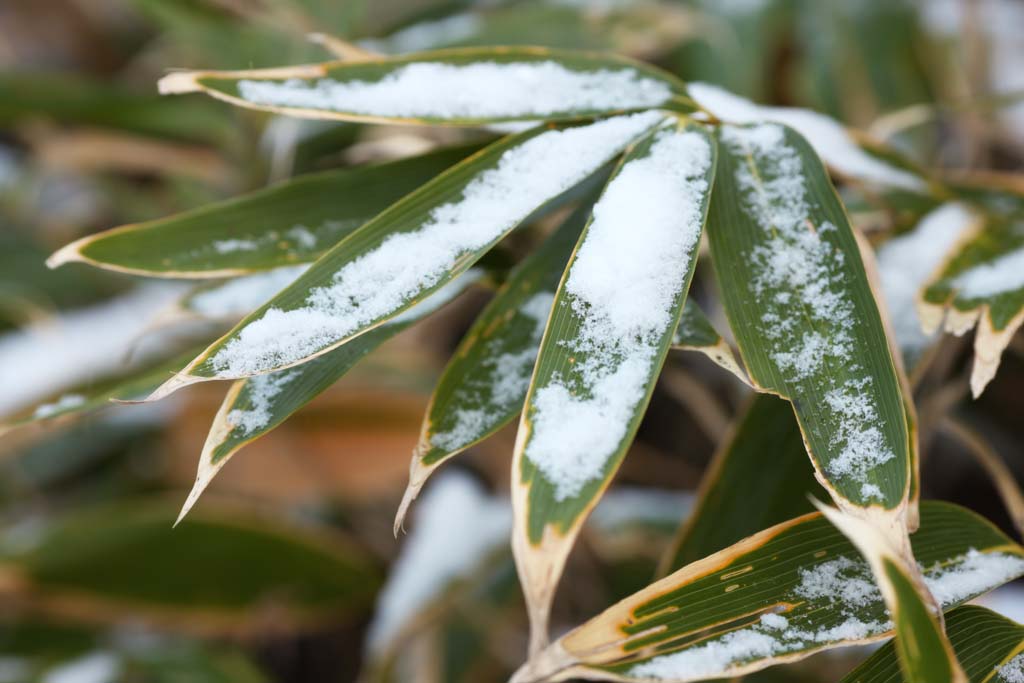 Foto, materieel, vrij, landschap, schilderstuk, bevoorraden foto,Het is besneeuwd naar bamboo gras, Bamboo gras, De sneeuw, Besneeuwd kristal, Woud