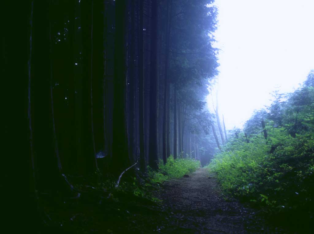 photo,material,free,landscape,picture,stock photo,Creative Commons,Misty mountain path, water, fog, grove, 