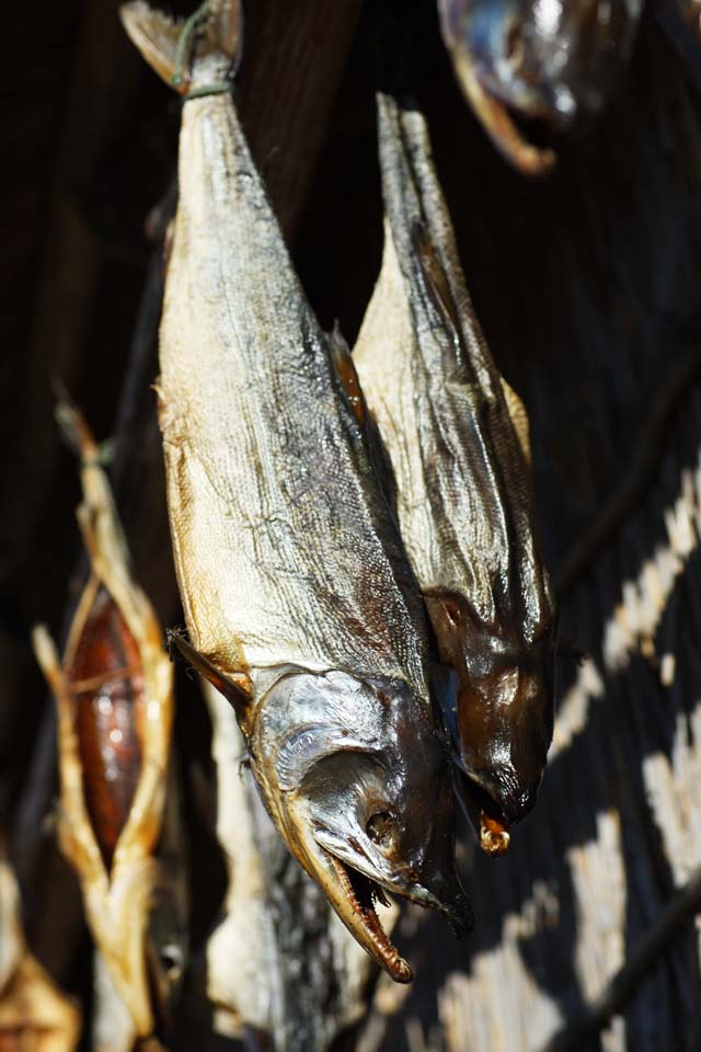 Foto, materiell, befreit, Landschaft, Bild, hat Foto auf Lager,Die kalte Belftung des Lachses, Lachs, , , Lachs Toba