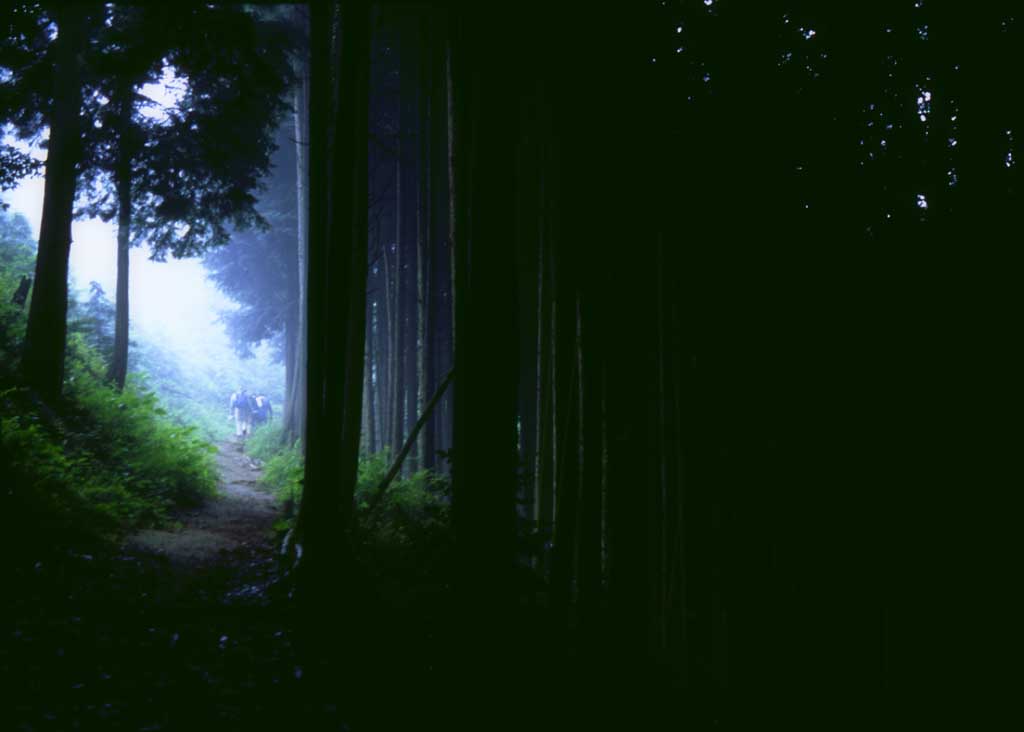 photo,material,free,landscape,picture,stock photo,Creative Commons,Mountain path, tree, fog, grove, 