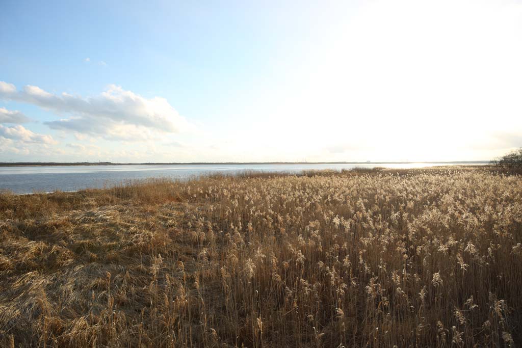Foto, materieel, vrij, landschap, schilderstuk, bevoorraden foto,De vochtigheid vlakte van de Lake Uto Ney, Vochtigheid maalde, Vochtigheid vlakte, Maak gras droog, Blauwe lucht