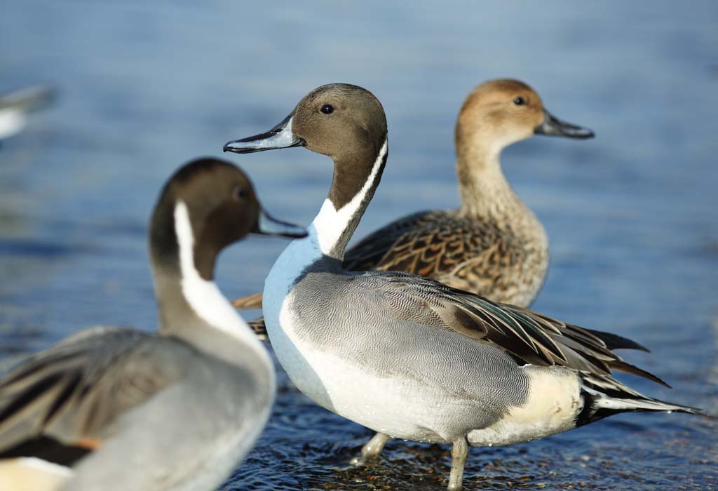 foto,tela,gratis,paisaje,fotografa,idea,Un alfiler - pato seguido, Patos, , Aves acuticas, Amabilidad