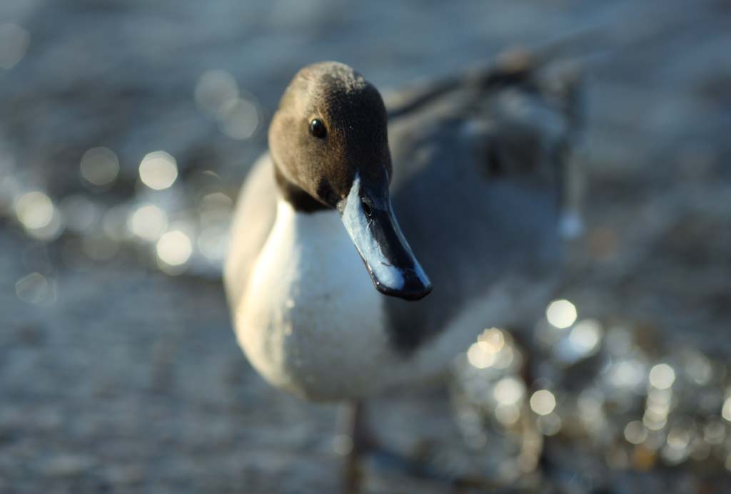 photo, la matire, libre, amnage, dcrivez, photo de la rserve,Un canard photognique, canard, , gibier d'eau, Amabilit