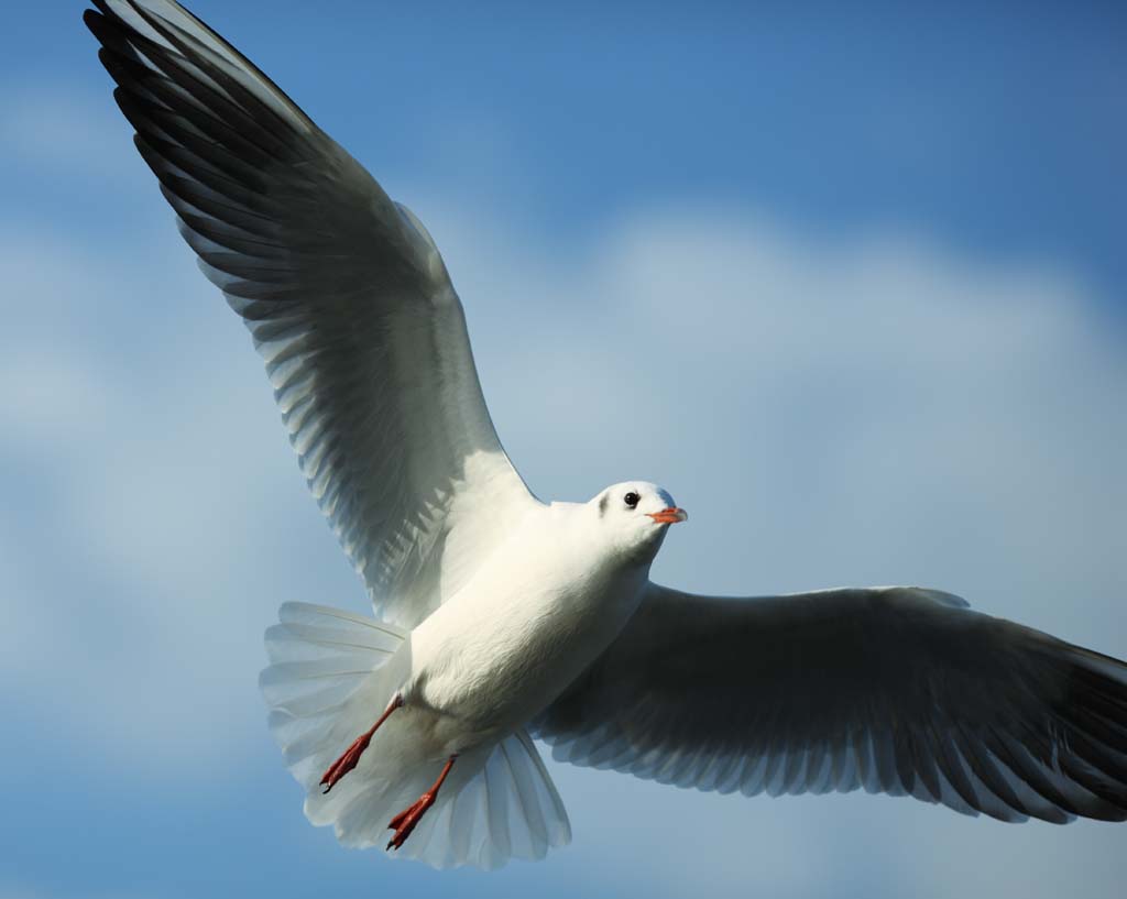 photo,material,free,landscape,picture,stock photo,Creative Commons,The flight of the oyster bird, gull, , , Amiability