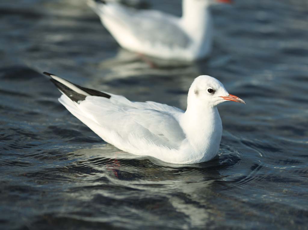 photo, la matire, libre, amnage, dcrivez, photo de la rserve,L'oiseau de l'hutre qui secoue pour une vague, mouette, , , Amabilit