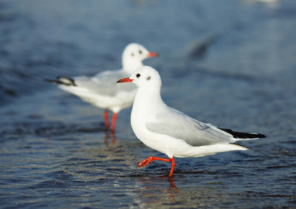 photo, la matire, libre, amnage, dcrivez, photo de la rserve,Un oiseau de l'hutre, mouette, , , Amabilit