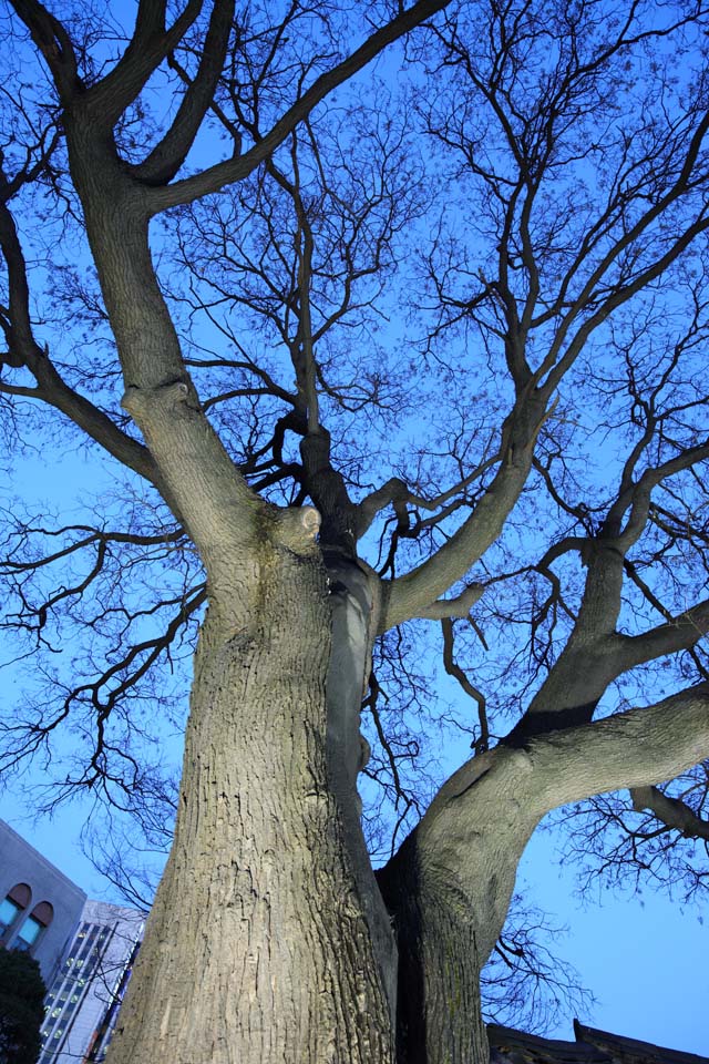 Foto, materiell, befreit, Landschaft, Bild, hat Foto auf Lager,Groes Holz, groer Baum, Ich beleuchte es, Weg des Zweiges, Die Rinde