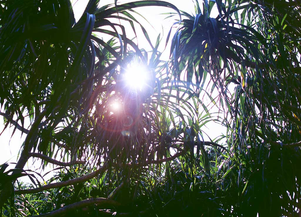 Foto, materieel, vrij, landschap, schilderstuk, bevoorraden foto,Gloren binnen de jungle, Zon, Aftakking, , 