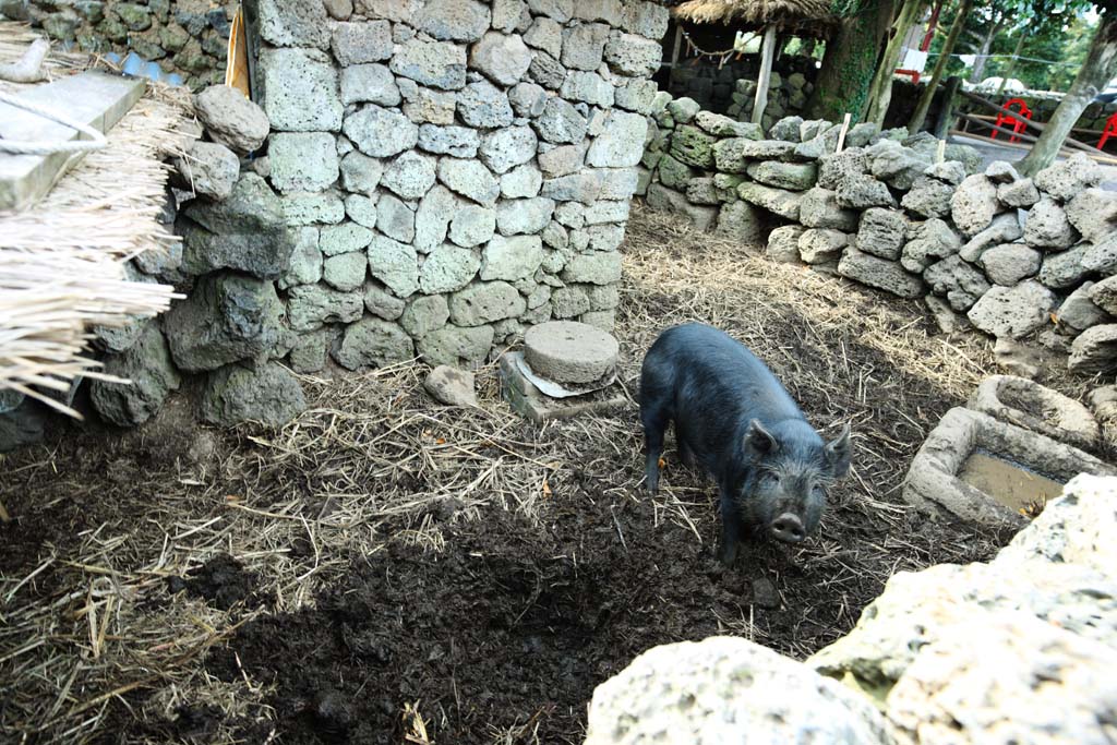 Foto, materiell, befreit, Landschaft, Bild, hat Foto auf Lager,Schwrzen Sie Schwein, Leben, Rennen, Traditionsarchitektur, Kultur