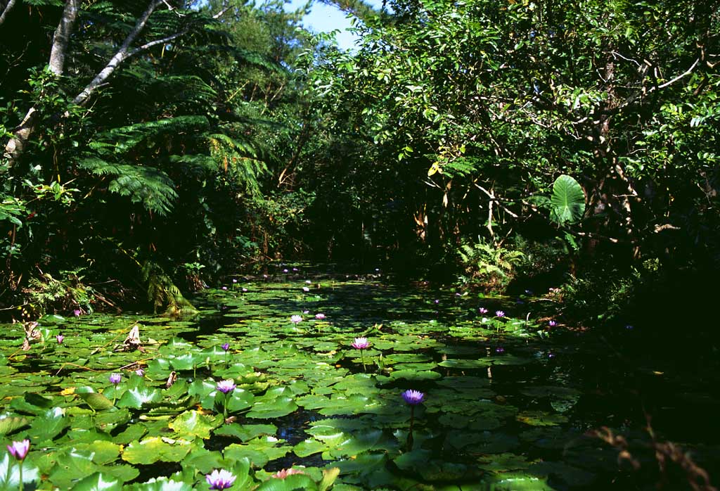 Foto, materieel, vrij, landschap, schilderstuk, bevoorraden foto,Expeditie in een jungle, Water lelie, Groen, Waterplas, 