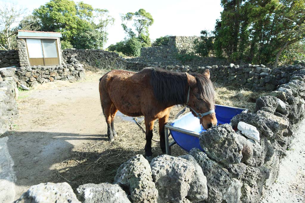 photo,material,free,landscape,picture,stock photo,Creative Commons,Castle town folk village, Life, race, horse, Culture