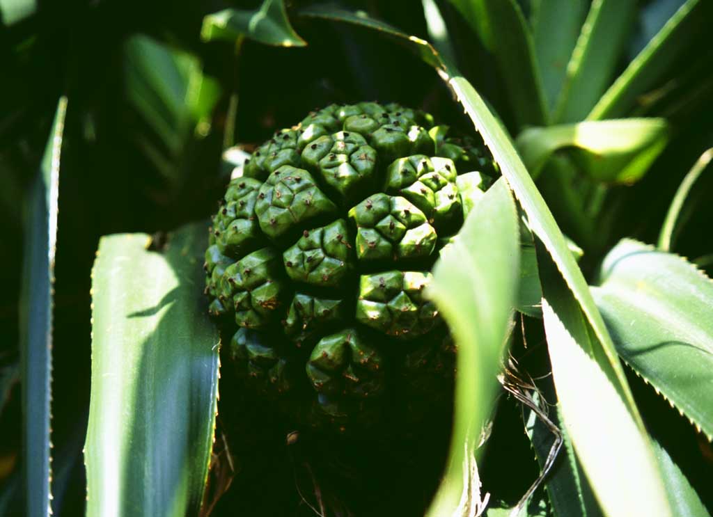 Foto, materiell, befreit, Landschaft, Bild, hat Foto auf Lager,Frucht von Okinawa, grn, Frucht, , 