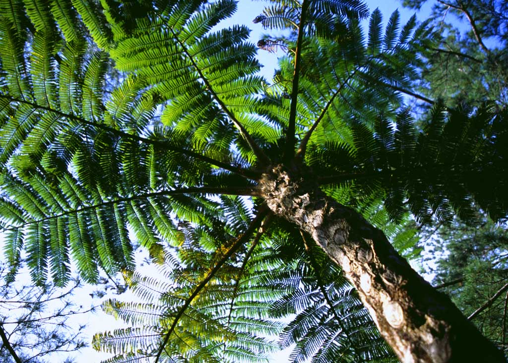 photo,material,free,landscape,picture,stock photo,Creative Commons,Fern tree, trunk, , , 