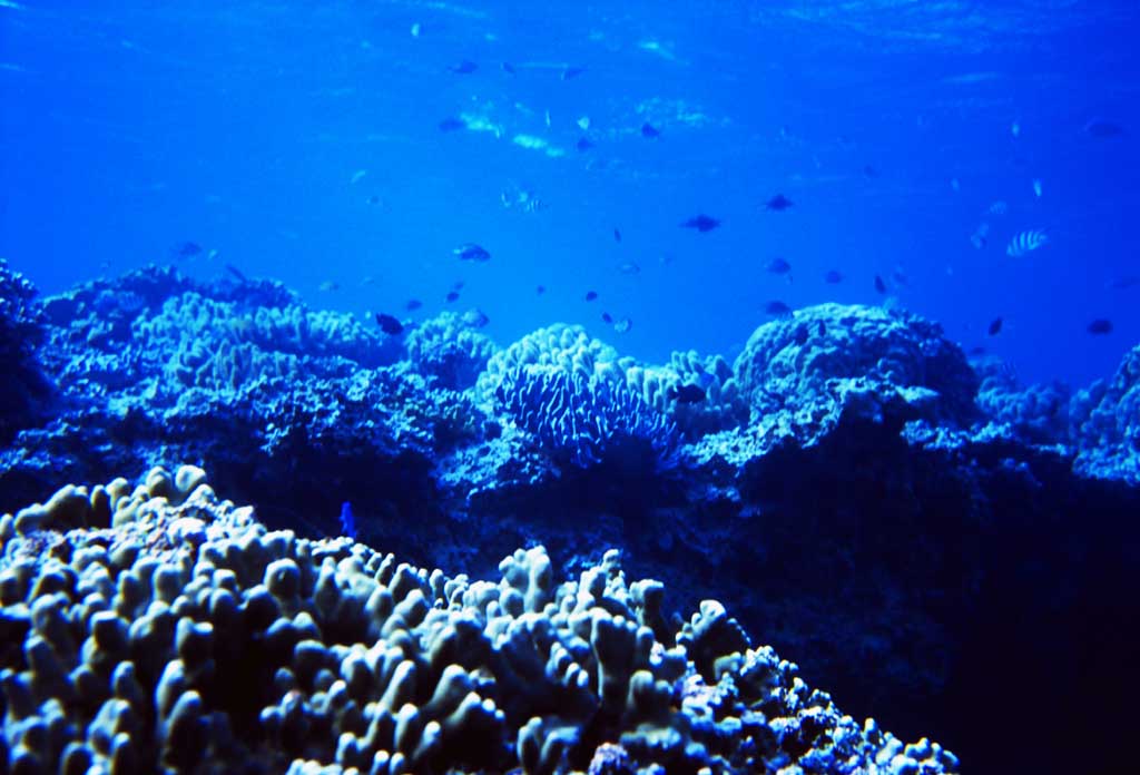 foto,tela,gratis,paisaje,fotografa,idea,Corales de Okinawa., Color azul, , , 