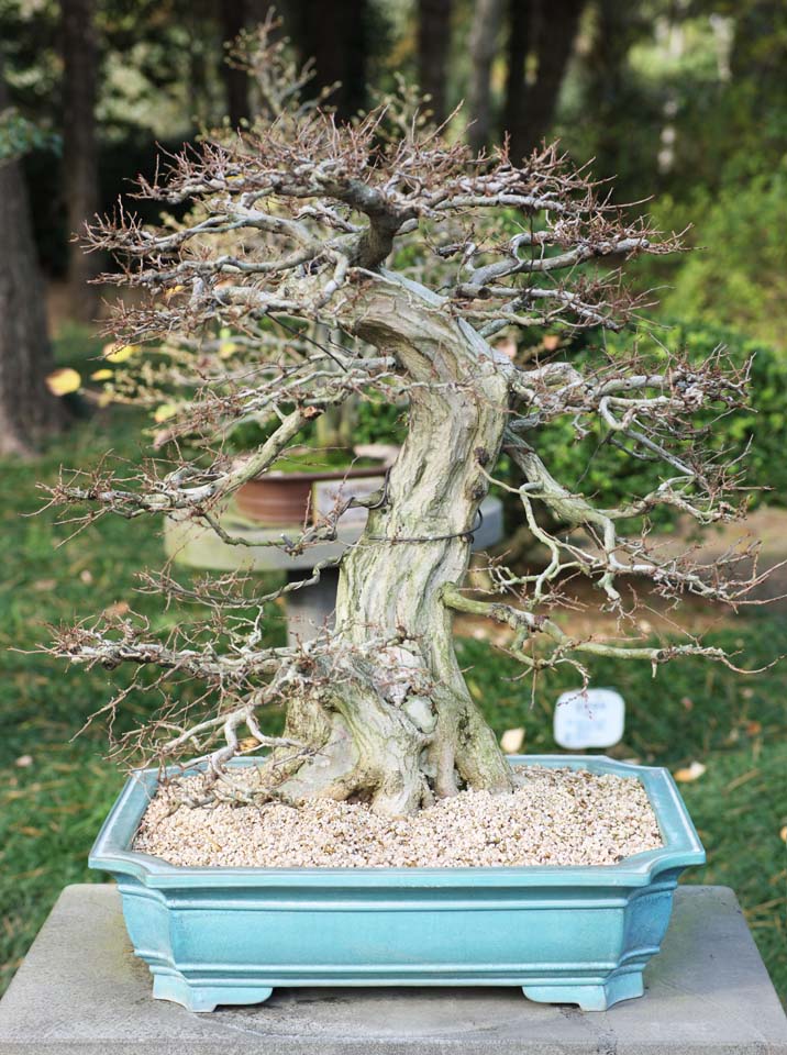 Foto, materieel, vrij, landschap, schilderstuk, bevoorraden foto,Een Koreaans bonsai, Bonsai, Tuinplant, Tuinier, Kunst