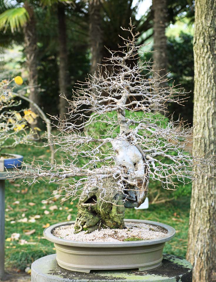 Foto, materiell, befreit, Landschaft, Bild, hat Foto auf Lager,Ein koreanischer Bonsai, Bonsai, Gartenpflanze, Gartenarbeit, Art