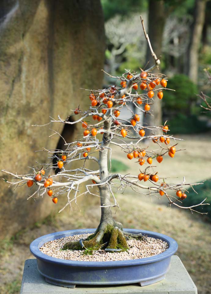 photo,material,free,landscape,picture,stock photo,Creative Commons,A Korean bonsai, bonsai, garden plant, Gardening, Art