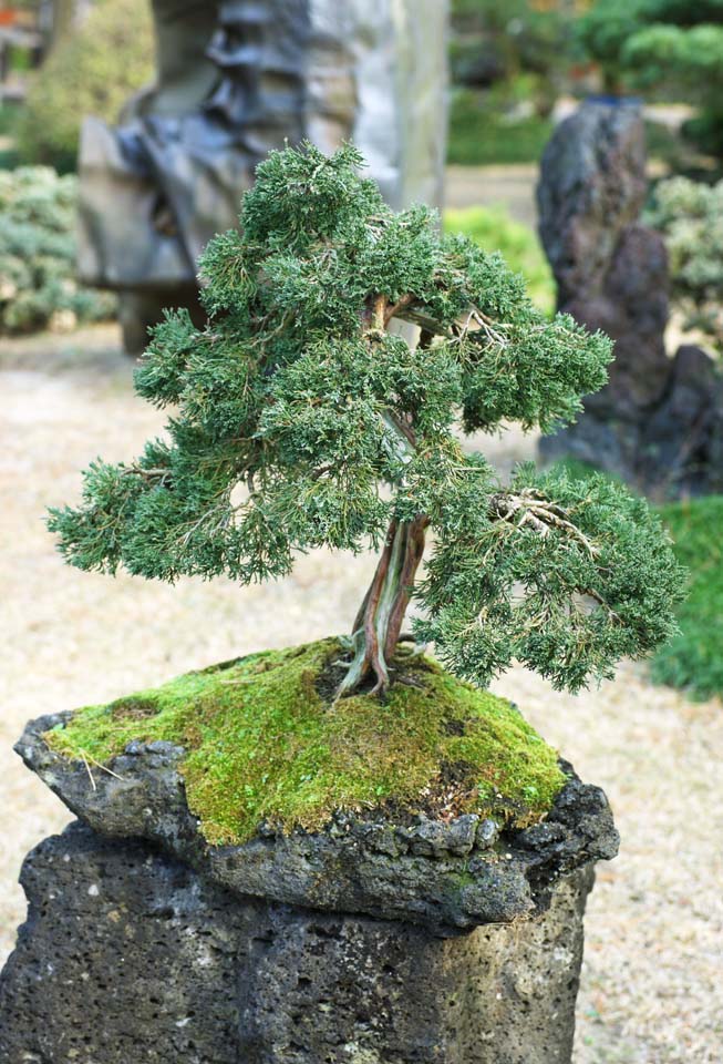 Foto, materiell, befreit, Landschaft, Bild, hat Foto auf Lager,Ein koreanischer Bonsai, Bonsai, Gartenpflanze, Gartenarbeit, Art