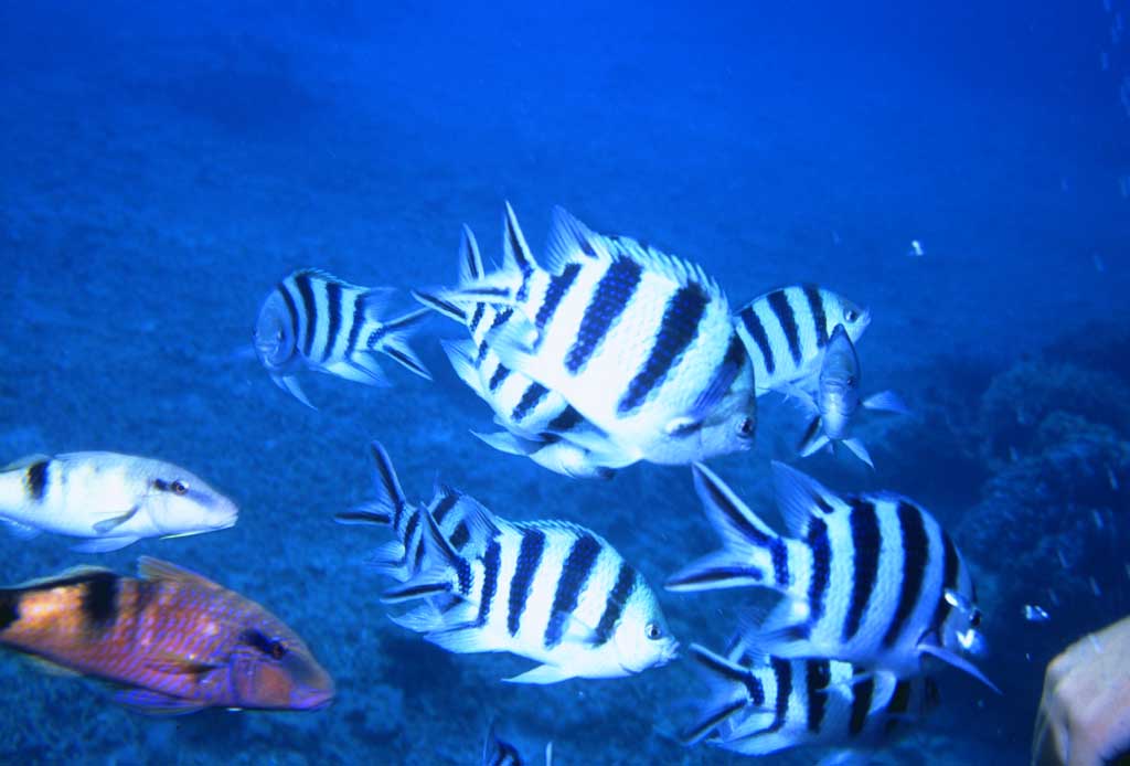 fotografia, materiale, libero il panorama, dipinga, fotografia di scorta,Pesce che alimenta, blu, , , 