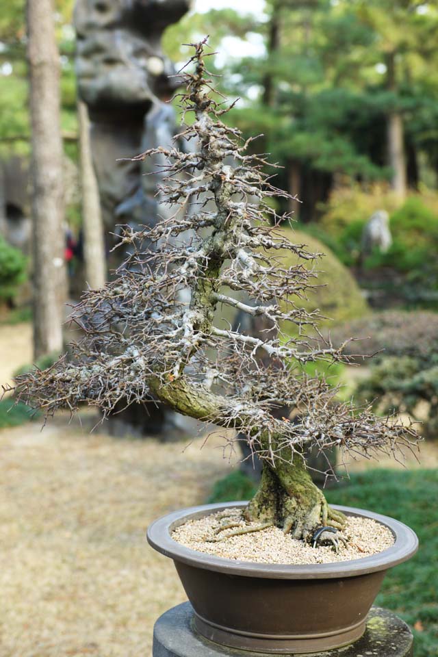 photo,material,free,landscape,picture,stock photo,Creative Commons,A Korean bonsai, bonsai, garden plant, Gardening, Art