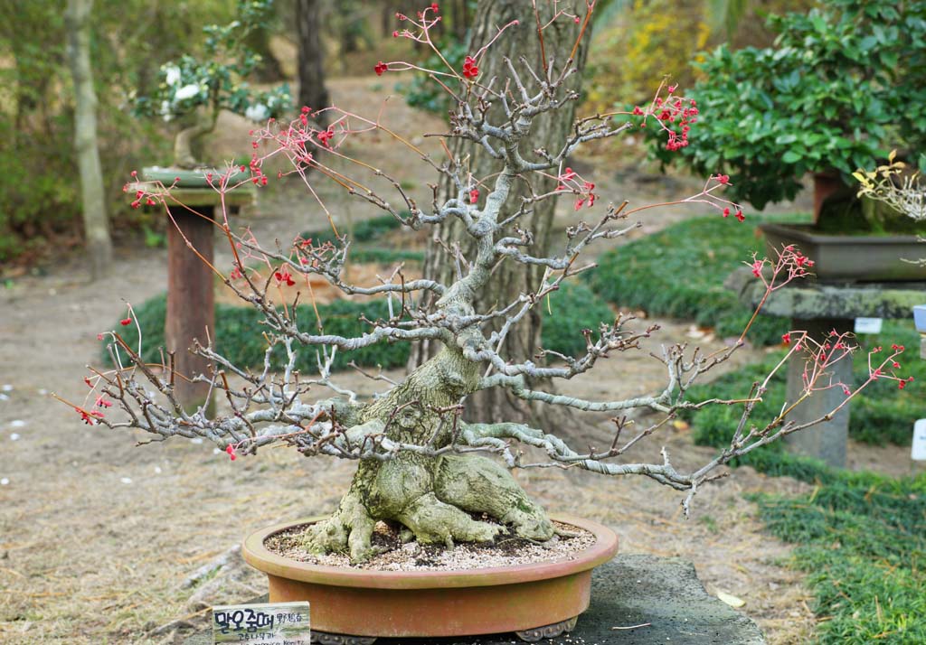 fotografia, materiale, libero il panorama, dipinga, fotografia di scorta,Un bonsai coreano, bonsai, pianta orto, Facendo del giardinaggio, Art