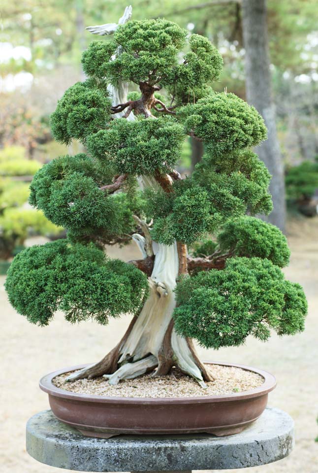 , , , , ,  ., bonsai, bonsai,  , Gardening, 