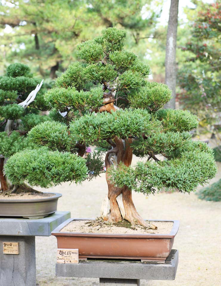 Foto, materiell, befreit, Landschaft, Bild, hat Foto auf Lager,Ein koreanischer Bonsai, Bonsai, Gartenpflanze, Gartenarbeit, Art