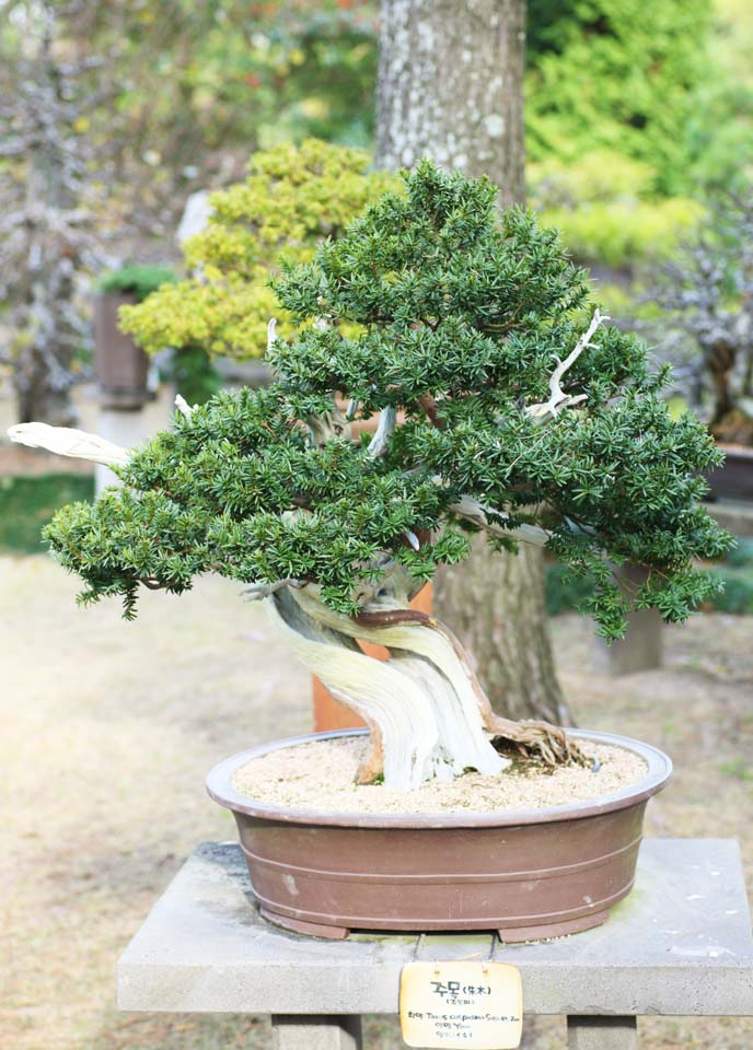 , , , , ,  ., bonsai, bonsai,  , Gardening, 